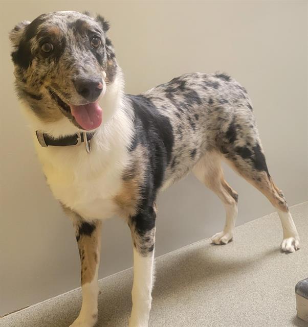 adoptable Dog in Magna, UT named OSCAR