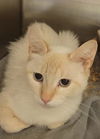 adoptable Cat in  named FURBY