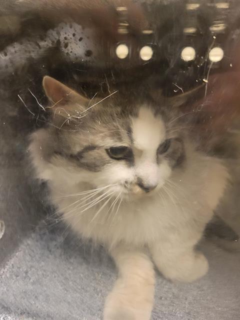 adoptable Cat in Magna, UT named TITUS