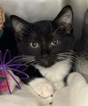 adoptable Cat in , UT named YOYO
