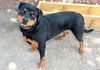 adoptable Dog in  named DAISY