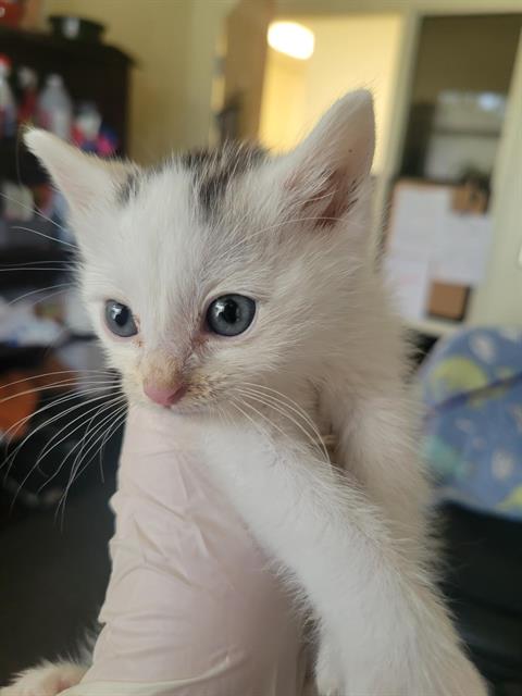 adoptable Cat in Magna, UT named TIMMY