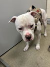 adoptable Dog in  named LEDGER