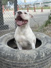 adoptable Dog in , UT named LEDGER