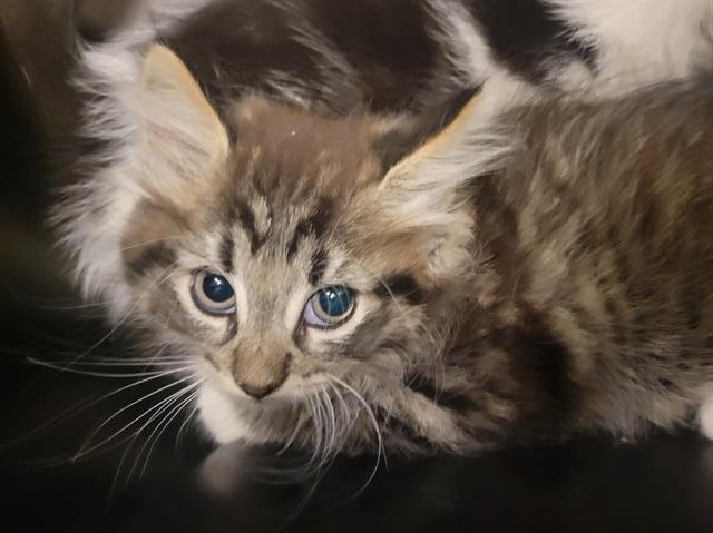 adoptable Cat in Magna, UT named ZEUS