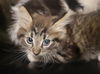 adoptable Cat in  named ZEUS