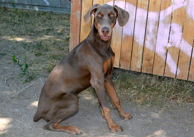 adoptable Dog in Magna, UT named PAISLEY