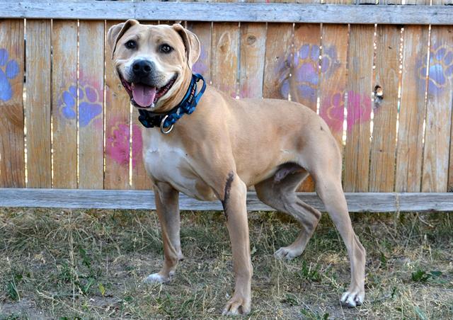 adoptable Dog in Magna, UT named MAVERICK