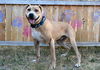 adoptable Dog in  named MAVERICK