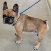 adoptable Dog in , UT named CHEWBACA