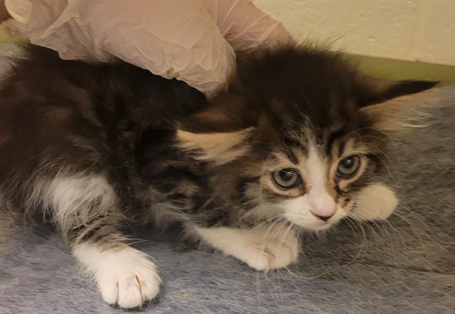 adoptable Cat in Magna, UT named ANUBIS