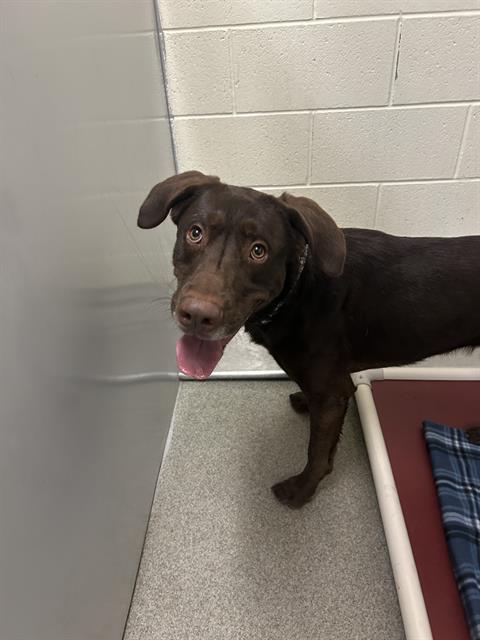 adoptable Dog in Magna, UT named OTTO