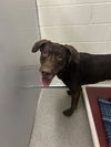 adoptable Dog in  named OTTO