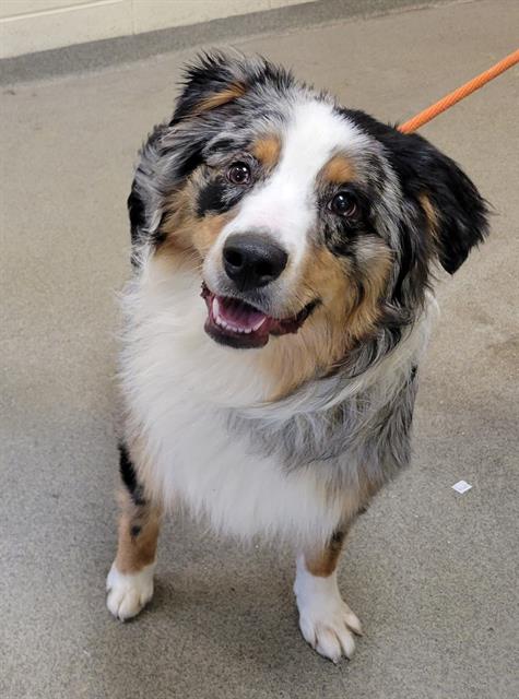 adoptable Dog in Magna, UT named COLT