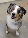 adoptable Dog in  named COLT