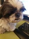 adoptable Dog in  named A117314