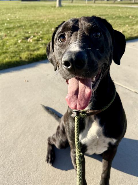 picture of the dog needing adoption