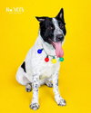 BOO DAWG - Photo 1