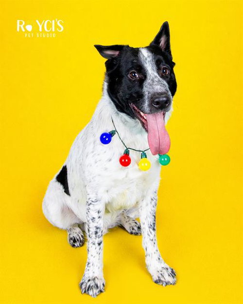 BOO DAWG - Australian Cattle Dog/Blue Heeler available for adoption