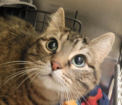 ROO, Adult Domestic Short Hair (medium coat), cat for adoption in Orem, Utah
