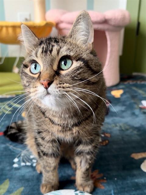 ROO, Adult Domestic Short Hair (medium coat), cat for adoption in Magna, Utah