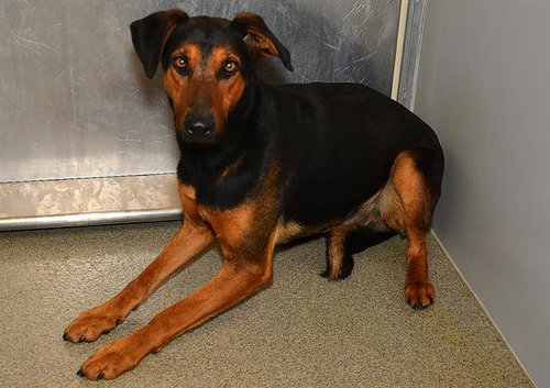 picture of the dog needing adoption