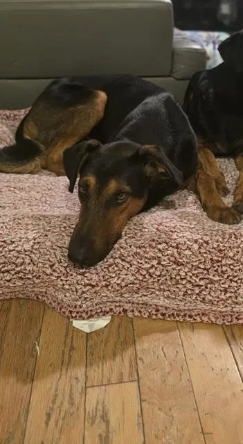 Dwight - Doberman Pinscher