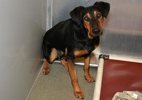 picture of the dog needing adoption
