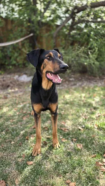 Jim - Doberman Pinscher