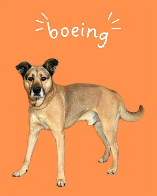picture of the dog needing adoption