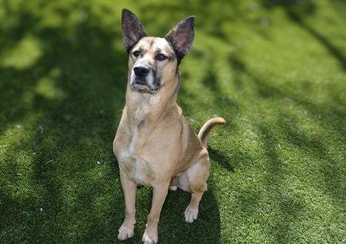 BOEING, an adoptable German Shepherd Dog in West Valley, UT