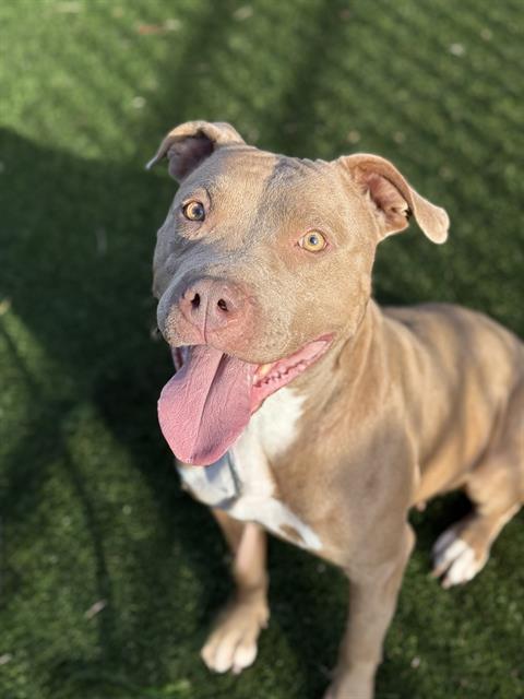 Pit Bull