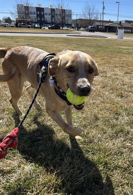 HANSON, an adoptable Labrador Retriever in West Valley, UT
