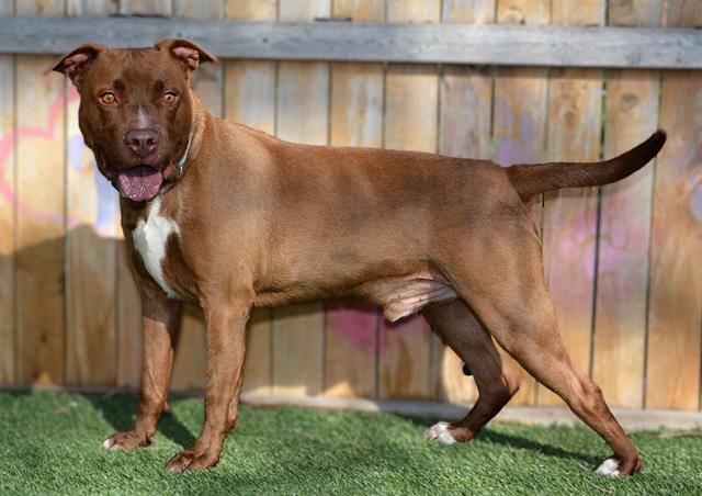 Pit Bull