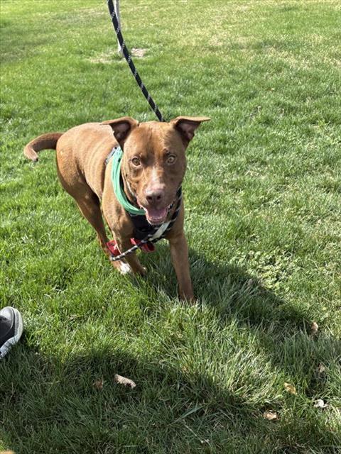 PASTRAMI, an adoptable Pit Bull Terrier in West Valley, UT