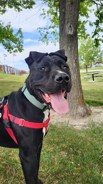 SPAGHETTI, an adoptable Pit Bull Terrier in West Valley, UT