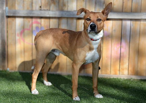 ALFREDO, an adoptable American Staffordshire Terrier in West Valley, UT
