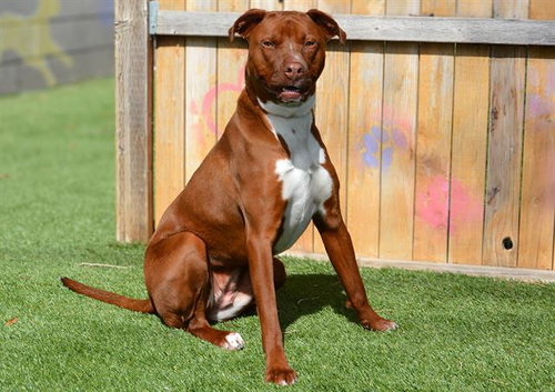 picture of the dog needing adoption