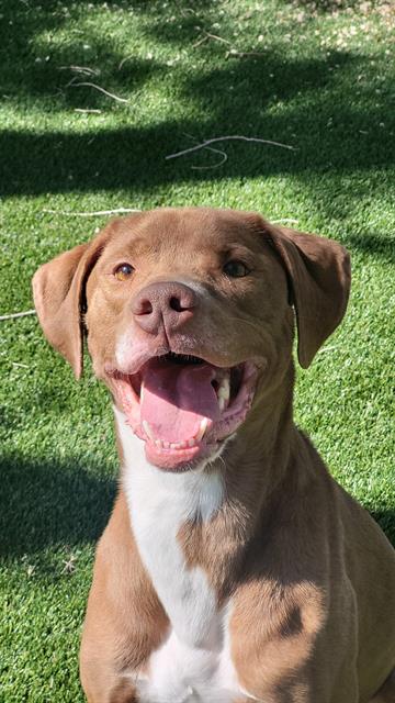 SPATULA, an adoptable Pit Bull Terrier in West Valley, UT