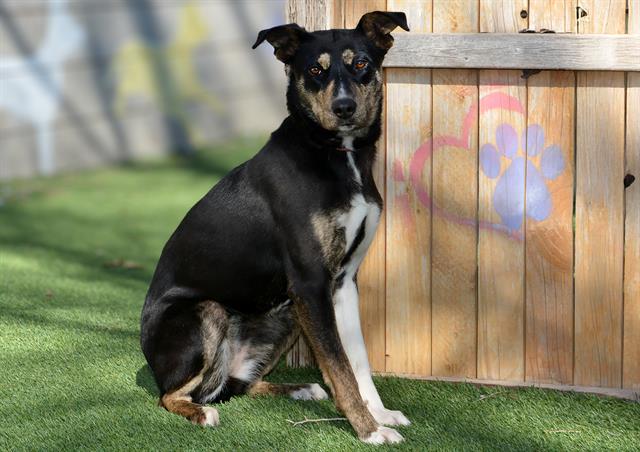 Australian Kelpie