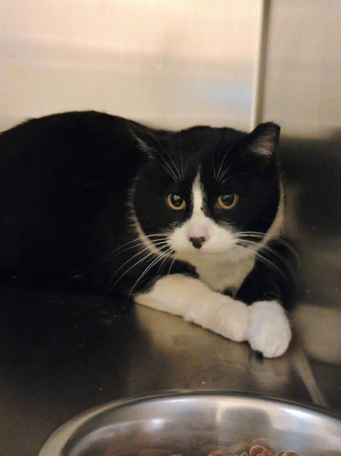 HEI HEI, Adult Domestic Short Hair (medium coat), cat for adoption in Orem, Utah