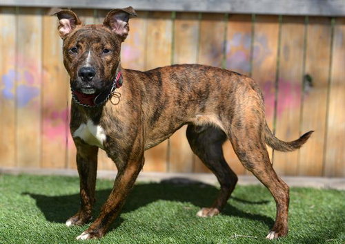 STIMPY, an adoptable Pit Bull Terrier in West Valley, UT