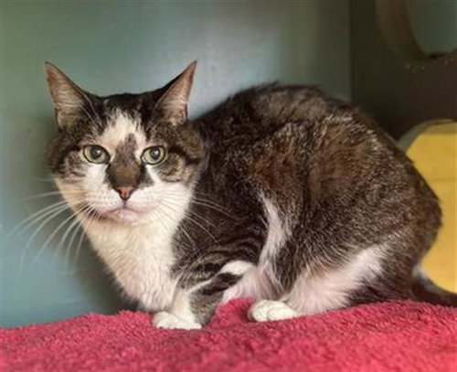 MARQUIS, Senior Domestic Short Hair (medium coat), cat for adoption in Magna, Utah