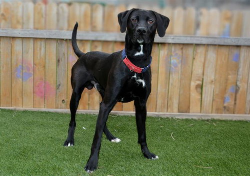 GRIZZLY, an adoptable Labrador Retriever in West Valley, UT