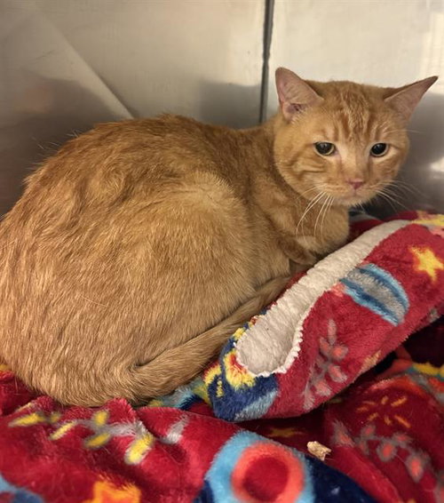 TANGELO THE MANGELO, an adoptable Domestic Short Hair in West Valley, UT