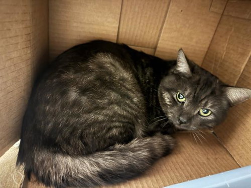 SMOKEY, an adoptable Domestic Short Hair in West Valley, UT