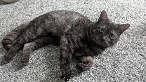 SMOKEY, an adoptable Domestic Short Hair in West Valley, UT