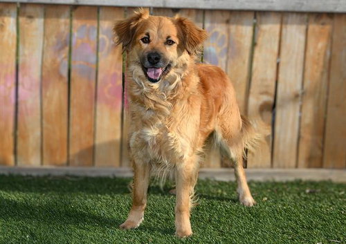 HASHBROWN, an adoptable Australian Shepherd in West Valley, UT