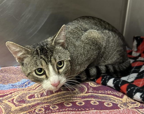 WALTER SCRUNKLETON, an adoptable Domestic Short Hair in West Valley, UT