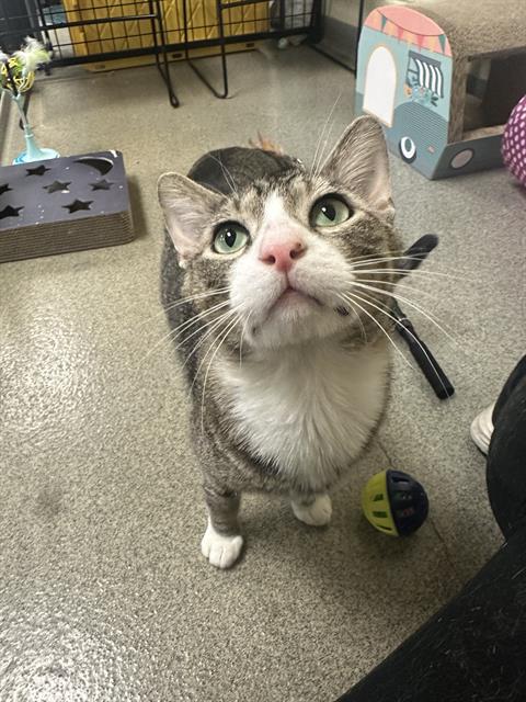 WALTER SCRUNKLETON, Adult Domestic Short Hair (medium coat), cat for adoption in Orem, Utah
